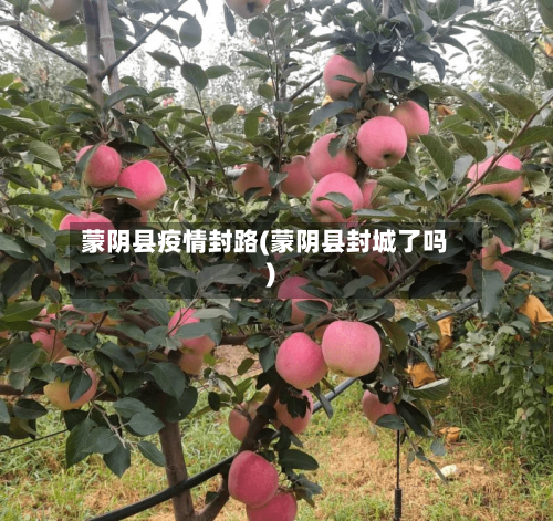 蒙阴县疫情封路(蒙阴县封城了吗)-第2张图片